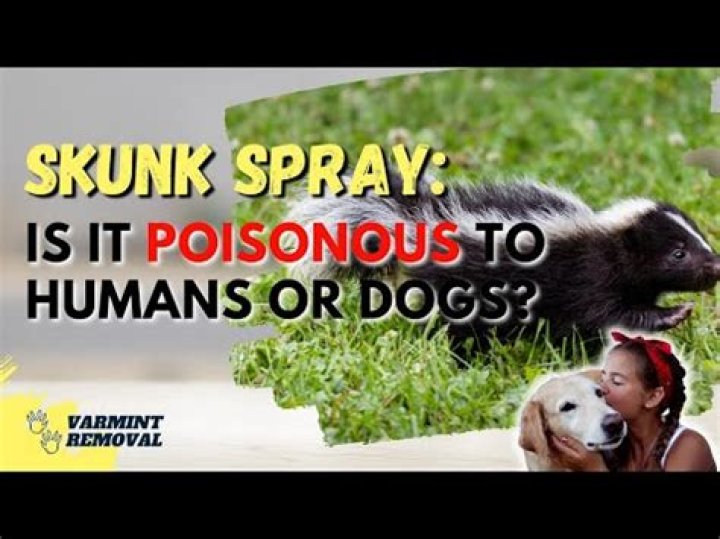 Are skunks harmful to humans