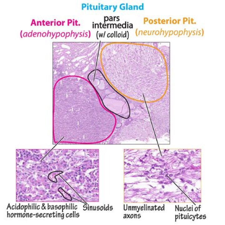 What is the Difference Between Pituitary and Pineal Gland